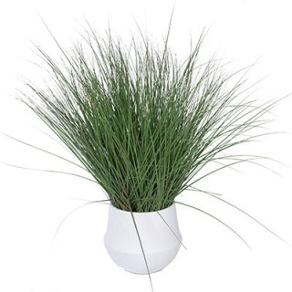 Plante intérieur de Bureau- Graminee- Gosto