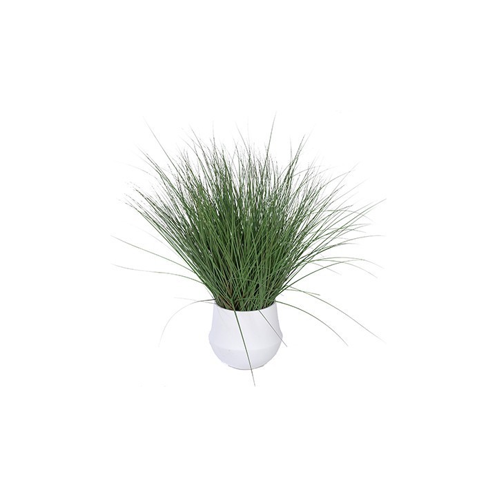 Plante intérieur de Bureau- Graminee- Gosto
