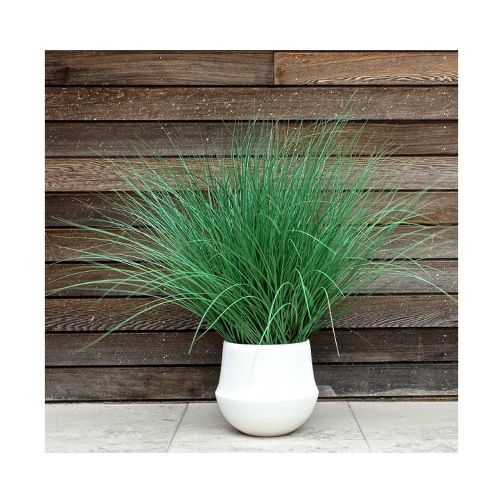 Plante intérieur de Bureau- Graminee- Gosto