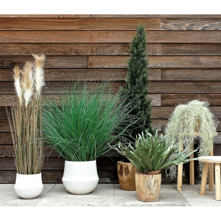Plante intérieur de Bureau- Graminee- Gosto