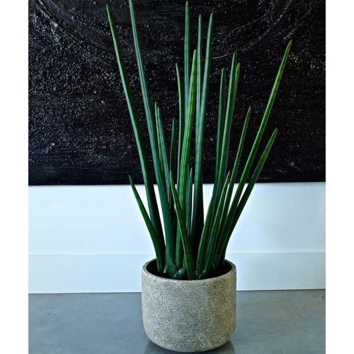 Plante intérieur artificielle de Bureau- Le Sansevieira- Gosto