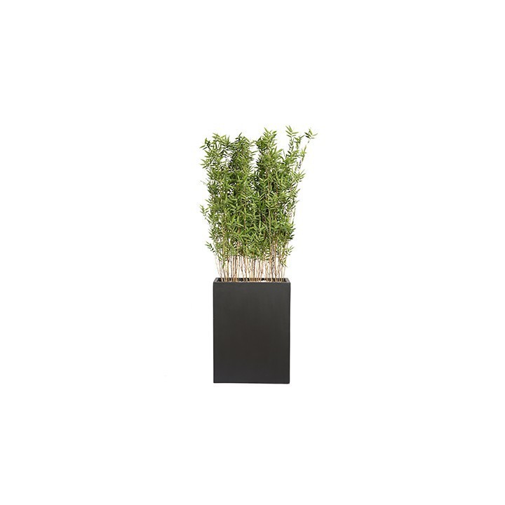 Plante intérieur de Bureau- Bambou- Gosto