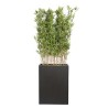 Plante Artificielle Bambou