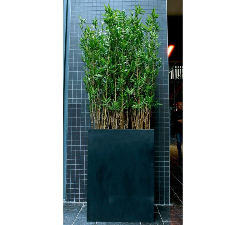 Plante intérieur de Bureau- Bambou- Gosto
