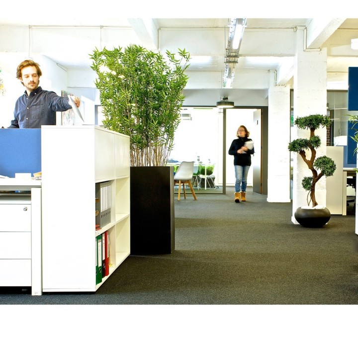 Plante intérieur de Bureau- Bambou- Gosto