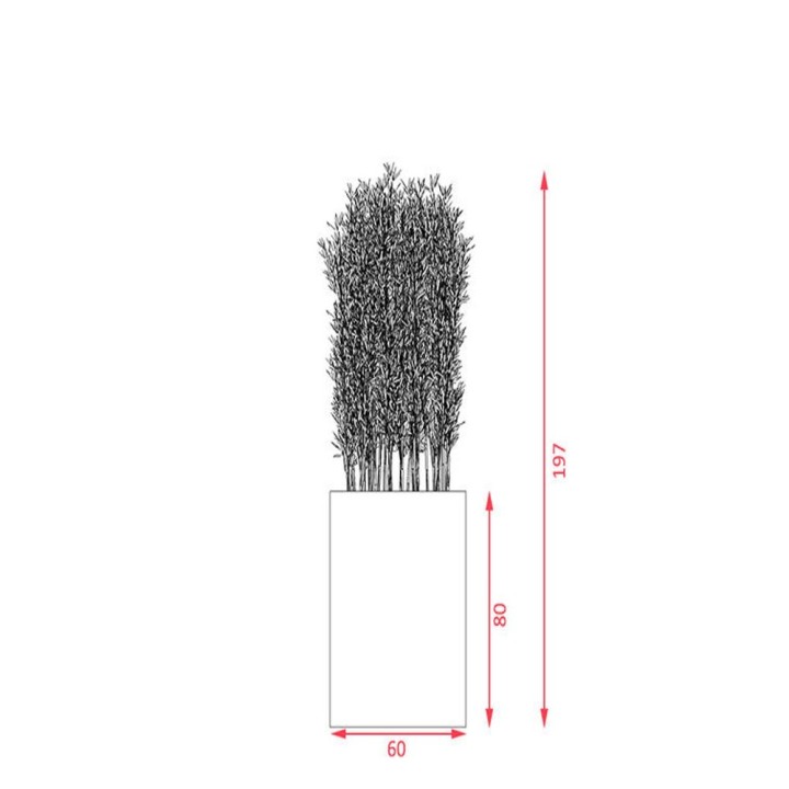 Plante intérieur de Bureau- Bambou- Gosto