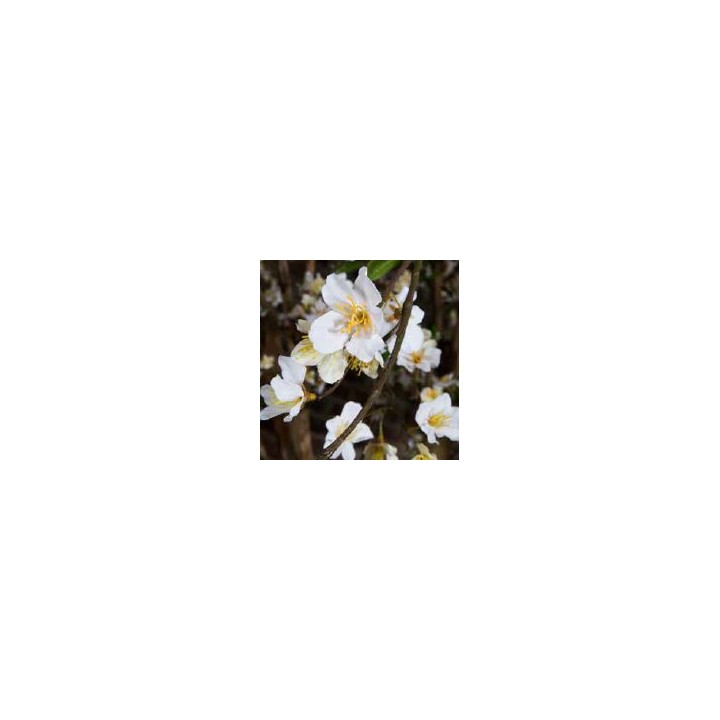 Arbre artificiel cerisier | Gosto