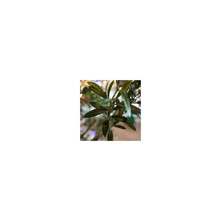 Arbre artificiel Olivier Hauteur 2.3 ou 2.7 m