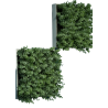 Cadres mur végétal Eucalyptus 30x30