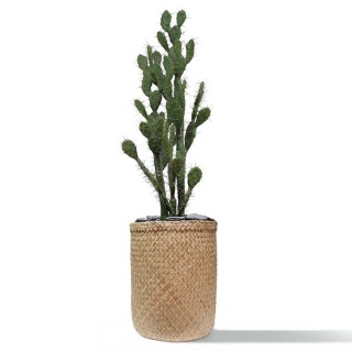 Plante intérieur artificielle de Bureau- Cactus Euphorbe- Gosto