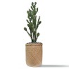 Plante Artificielle Cactus Euphorbe